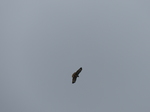 FZ012819 Buzzard.jpg